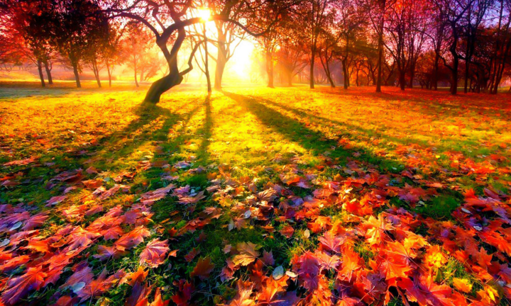 Thu Hà Nội, ngậm ngùi nhớ 'Mùa hè rớt' ở nước Nga