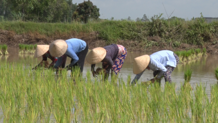 Hàng trăm phụ nữ trổ tài trong ngày hội cấy lúa ở An Giang