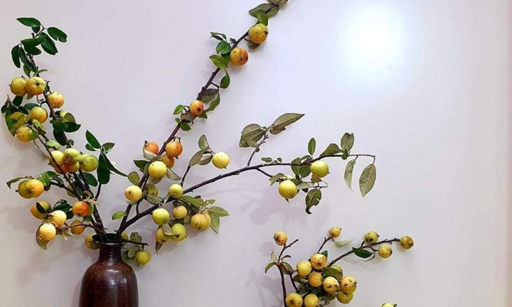 Chị em lùng mua cành táo mèo về cắm chơi, dân buôn 'hốt bạc'