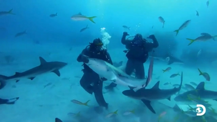 Video: Xem Mike Tyson đấu với đàn cá mập trắng