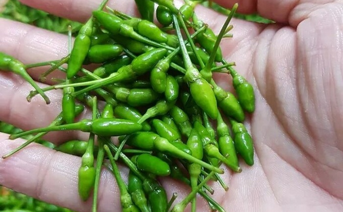 Gần triệu đồng một kg ớt gió Hà Giang