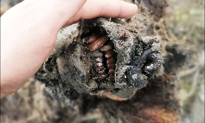 Phát hiện xác ướp loài gấu tuyệt chủng 15.000 năm trước