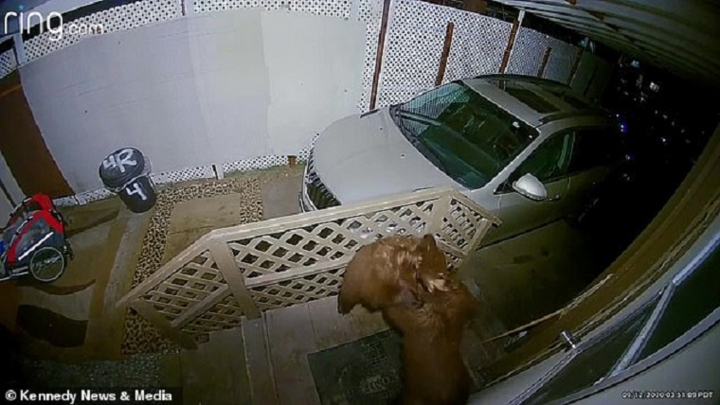 Hoảng hồn phát hiện cặp gấu 'choảng nhau' trước cửa nhà