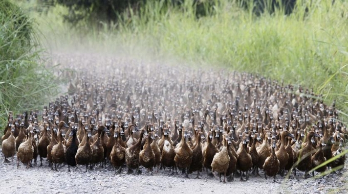 Hàng nghìn con vịt làm sạch ruộng lúa ở Thái Lan