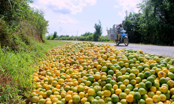 Xót xa cam Vinh rụng đầy vườn, đổ đống bên đường