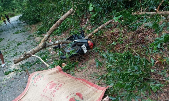 Bão số 5 quật đổ cây đè người đàn ông đi xe máy chết thảm
