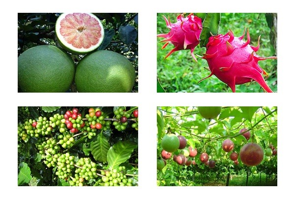 Sau EVFTA, những nông sản Việt nào vừa được xuất sang EU?