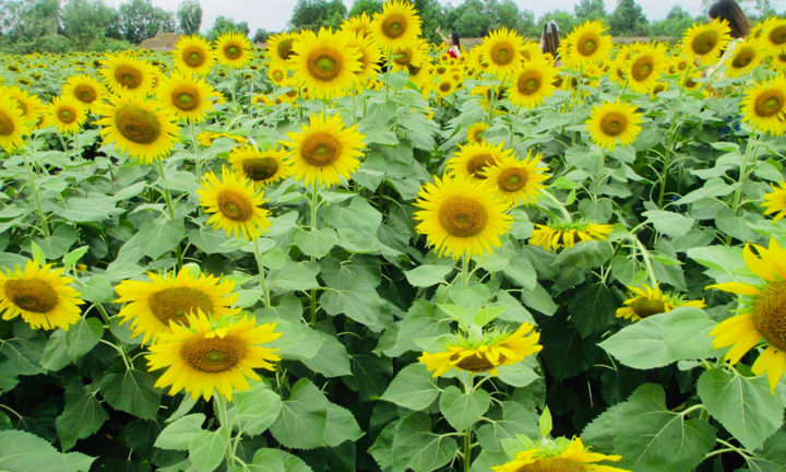 Cánh đồng bạt ngàn hoa thu hút giới trẻ TP.HCM