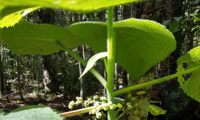 Loài cây kỳ lạ có nọc độc giống như bọ cạp