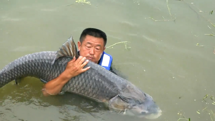 Cần thủ thả cá trắm 75kg sau 6 lần bị kéo xuống hồ