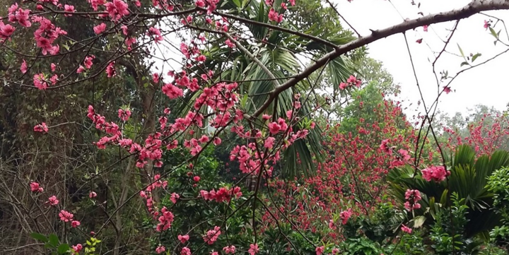 Kỳ lạ hoa đào lộng lẫy khoe sắc trong mùa thu Hà Nội, một năm nở hai lần