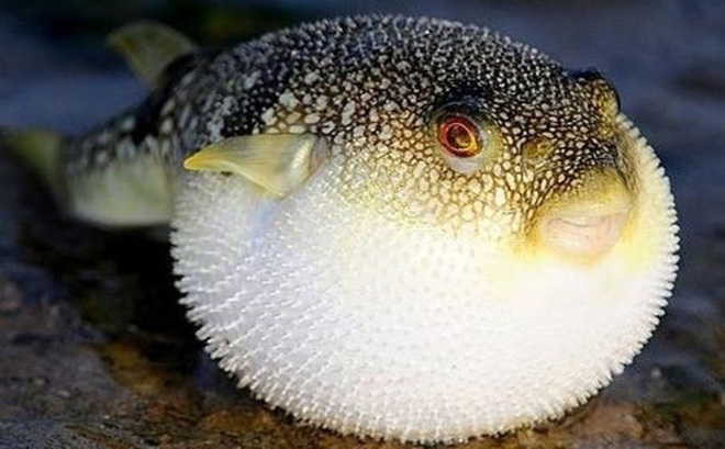 Đà Nẵng sắp chế biến xuất khẩu loại cá 'tử thần'