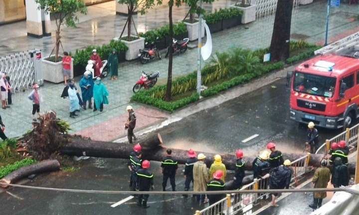 Cổ thụ bật gốc đè người đi xe máy ở TP.HCM