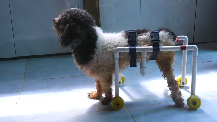 Cô gái chế xe lăn cho chó, mèo khuyết tật bị bỏ rơi ở TP.HCM