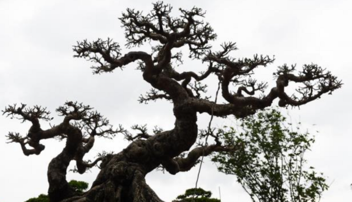 Cây sanh 200 năm tuổi ở Hà Nội, 12 tỷ đồng chưa bán