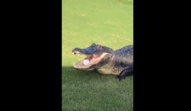 Đang chơi golf, bị cá sấu cướp bóng