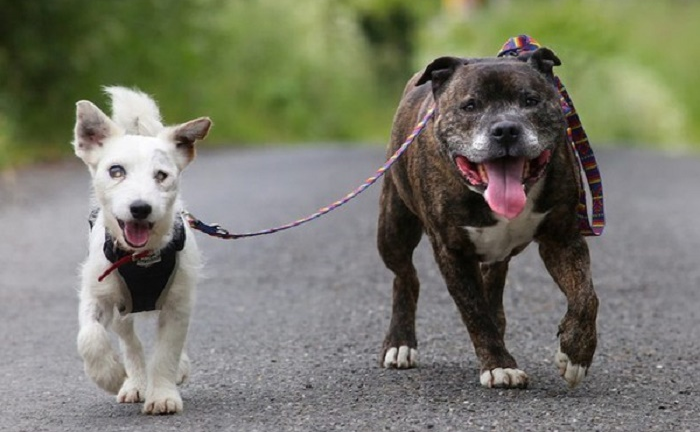 Cún con dẫn đường cho chú chó mù