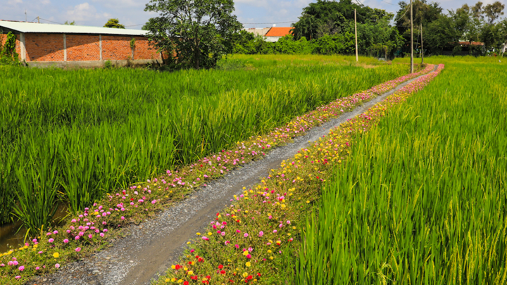 Đường hoa mười giờ dài hơn 100m giữa đồng lúa ở TP.HCM