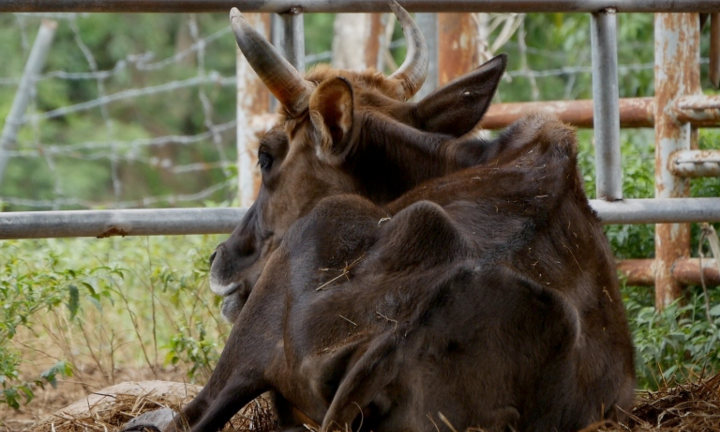 Vì sao đàn bò tót lai ở Ninh Thuận bị bỏ đói, gầy trơ xương?