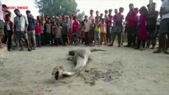 Clip: Tham nuốt mồi lớn, con trăn phải nhờ tới kiểm lâm viên để về rừng