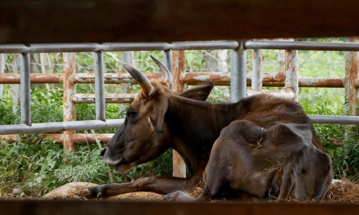 Đơn vị nào nhận nuôi đàn bò tót lai bị bỏ đói, gầy trơ xương ở Ninh Thuận?