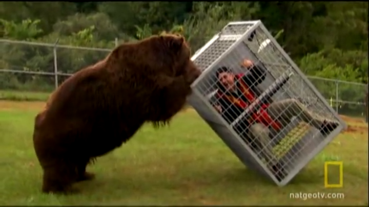 Clip: Chui vào lồng sắt, người đàn ông cầm đồ ăn thách thức gấu nâu Alaska