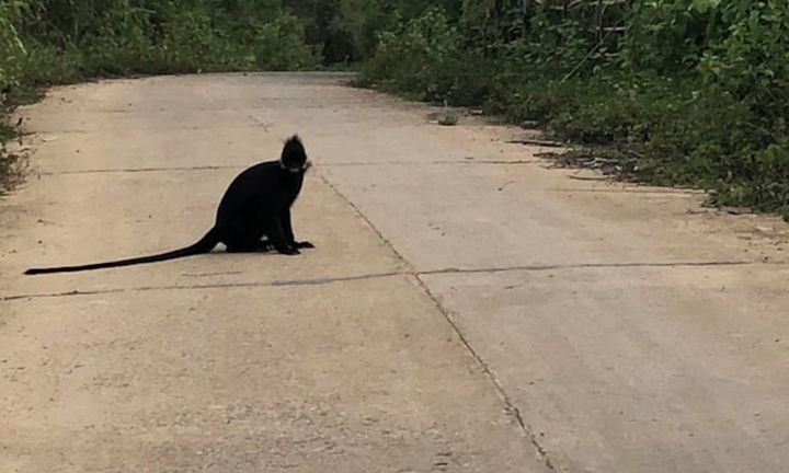 Voọc tấn công làm 9 người thương nặng: Không dùng chó nghiệp vụ để xua đuổi