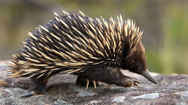 Xem thú lông nhím dùng lưỡi dài 18cm săn mồi 