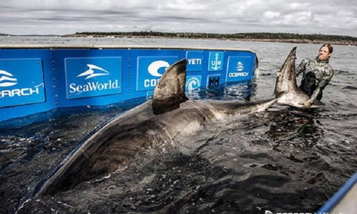 Bắt được 'nữ hoàng đại dương' nặng hơn 1,5 tấn