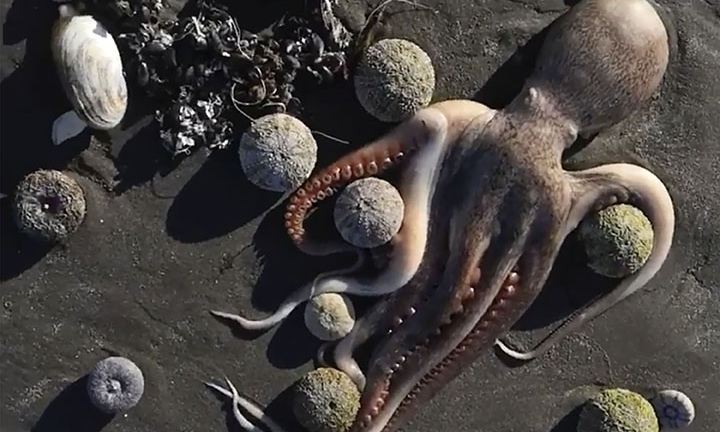 Xác động vật la liệt ở bờ biển Nga, dân lo thảm họa