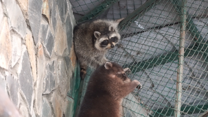 Ngôi nhà mới của gấu mèo trốn trong container âm 18 độ từ Mỹ về Việt Nam