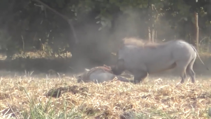 Clip: Lợn bướu đực chiến đấu dữ dội với xác chết đồng loại