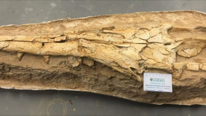 Phát hiện quái vật biển mõm dài