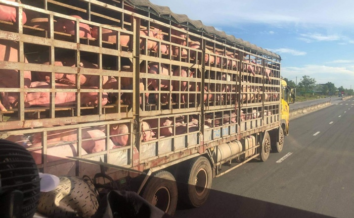 Bi hài thương nhân lỗ tiền tỷ nhập lợn sống từ Thái Lan