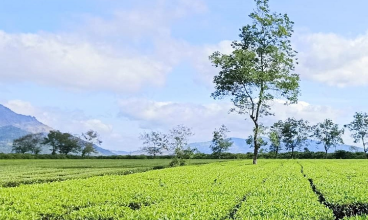 Có một Tây Nguyên xanh mát