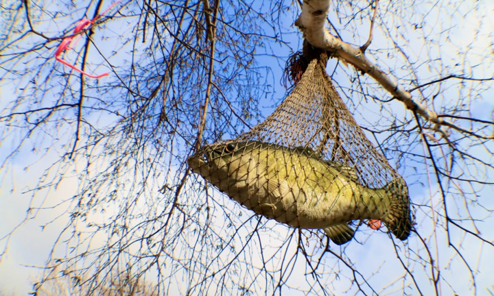 Cá nào ở trên cây?