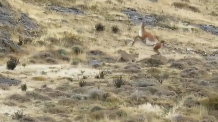 Video: Chênh lệch kích thước, báo sư tử bất lực trước con mồi 