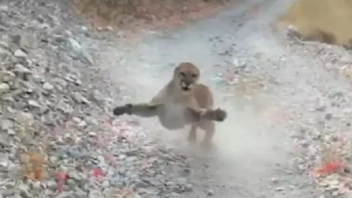 Báo sư tử lẽo đẽo theo người leo núi, chồm lên định tấn công để bảo vệ con