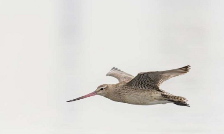 Chim khỏe như máy bay phản lực, bay không ngừng nghỉ 12.000 km