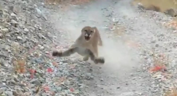 Clip: Người đàn ông chạy bộ bị báo sư tử rượt đuổi