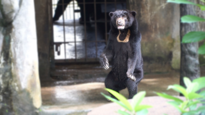 Loài gấu nhỏ nhất sống trong Thảo Cầm Viên Sài Gòn có gì đặc biệt?