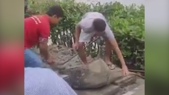 Video: Người dân bắt cá sấu sổng chuồng ở miền Tây