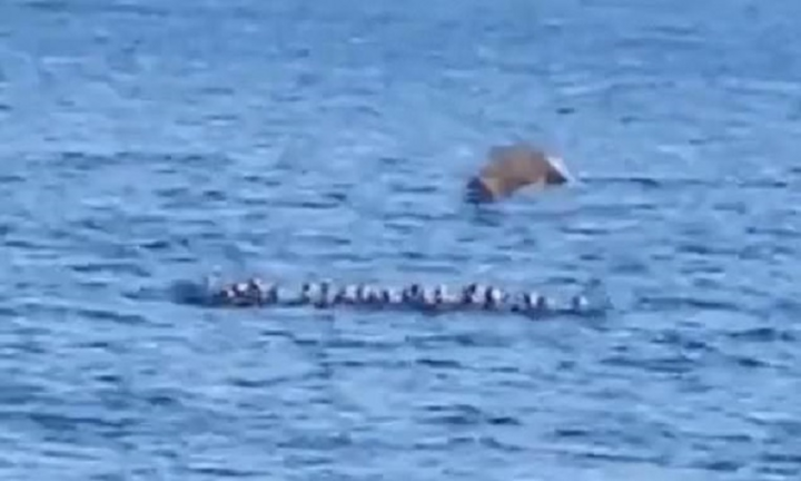 Nỗ lực đánh lạc hướng đại bàng bất thành, vịt con trở thành mồi ngon cho kẻ thù