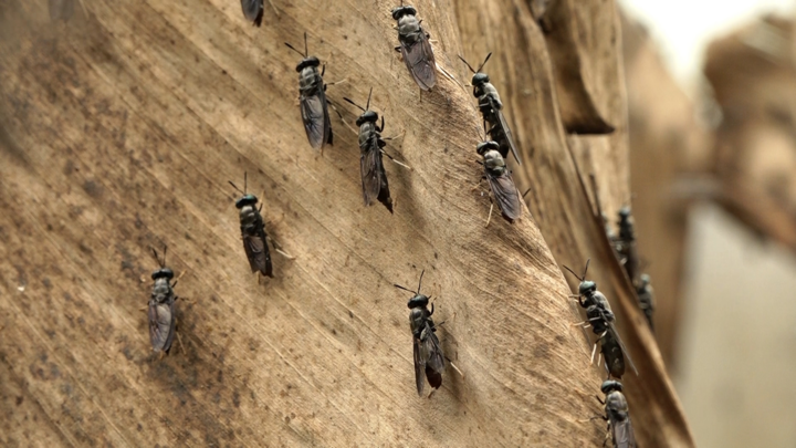 Chàng trai nuôi ruồi lính đen thu hơn 200 triệu đồng mỗi tháng