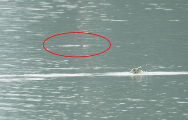 Bắt được rùa Hoàn Kiếm quý hiếm nhất thế giới ở Đồng Mô, Hà Nội