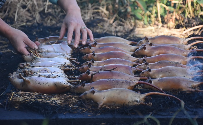 Làng bắt chuột đồng ở Hải Dương ngày chính vụ làm đến đâu hết đến đấy