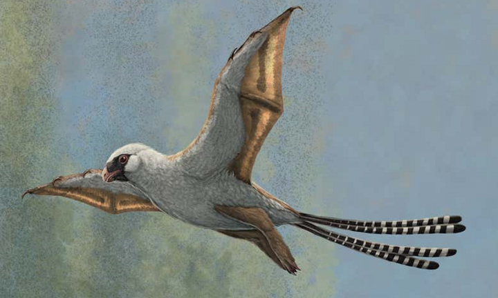 Bay kém, lướt gió nửa vời, loài khủng long có cánh sớm tuyệt chủng