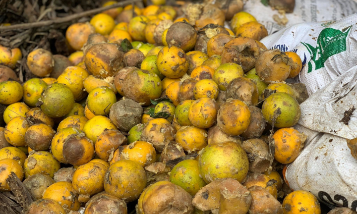 Xót xa cam đặc sản thối rụng đầy vườn sau mưa lũ ở Hà Tĩnh