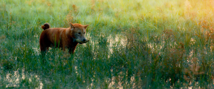 Phim 'Cậu Vàng' hé lộ những hình ảnh đẹp như thơ 