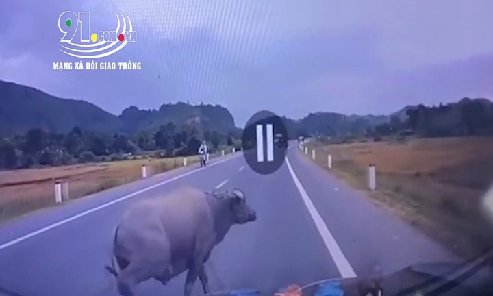 Khoảnh khắc tông vào trâu băng qua đường, ô tô 7 chỗ bị móp đầu